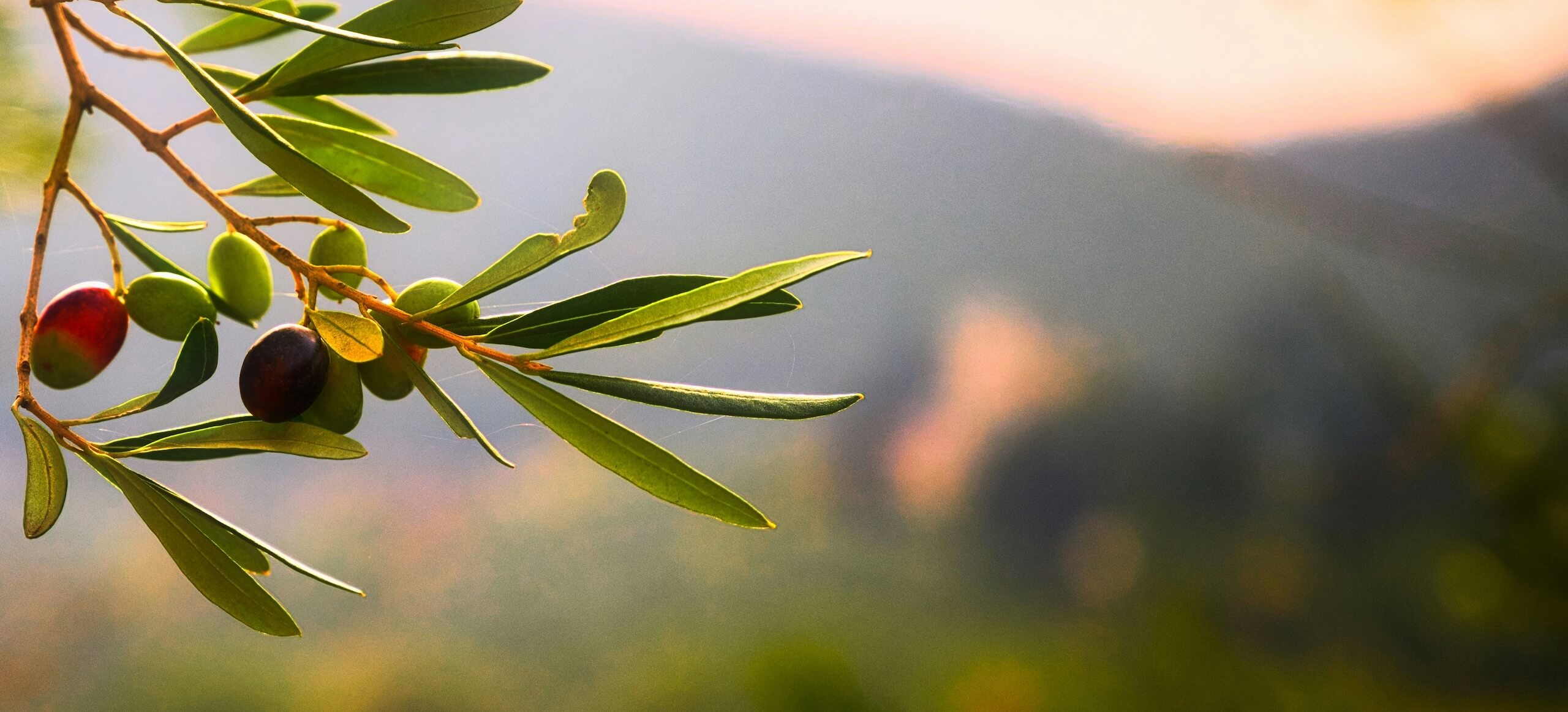 olive tree on island