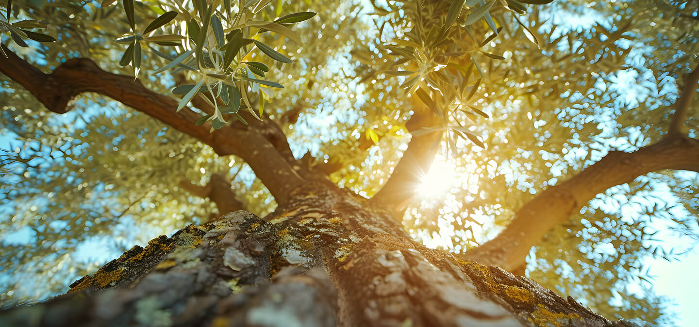 olive tree on island